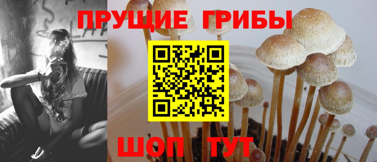 Псилоцибиновые грибы Cubensis Ишим
